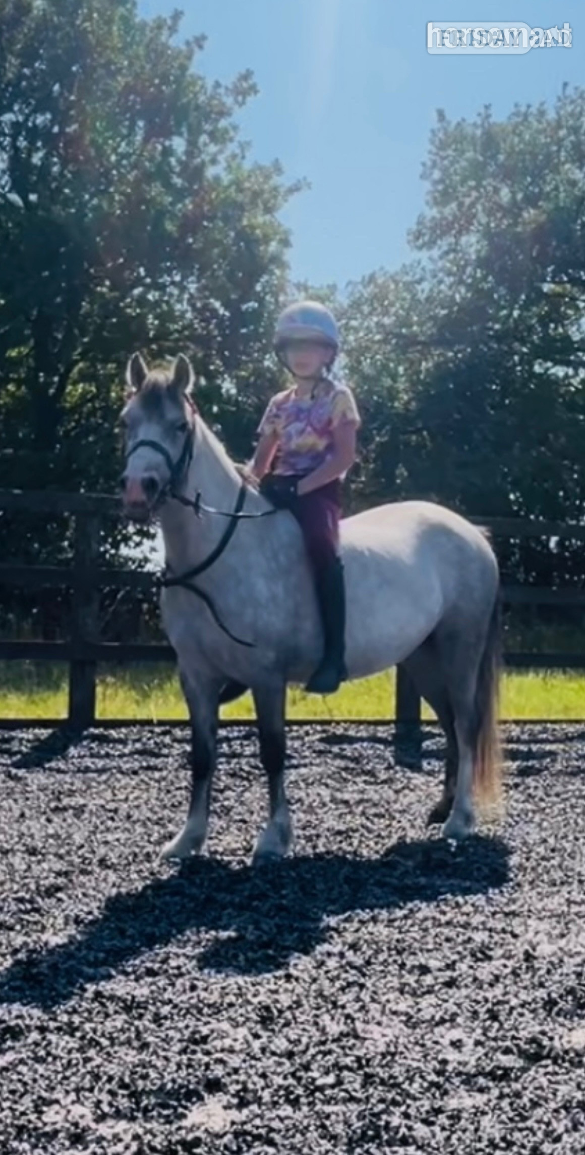 "Autum" Grey Filly All Rounder