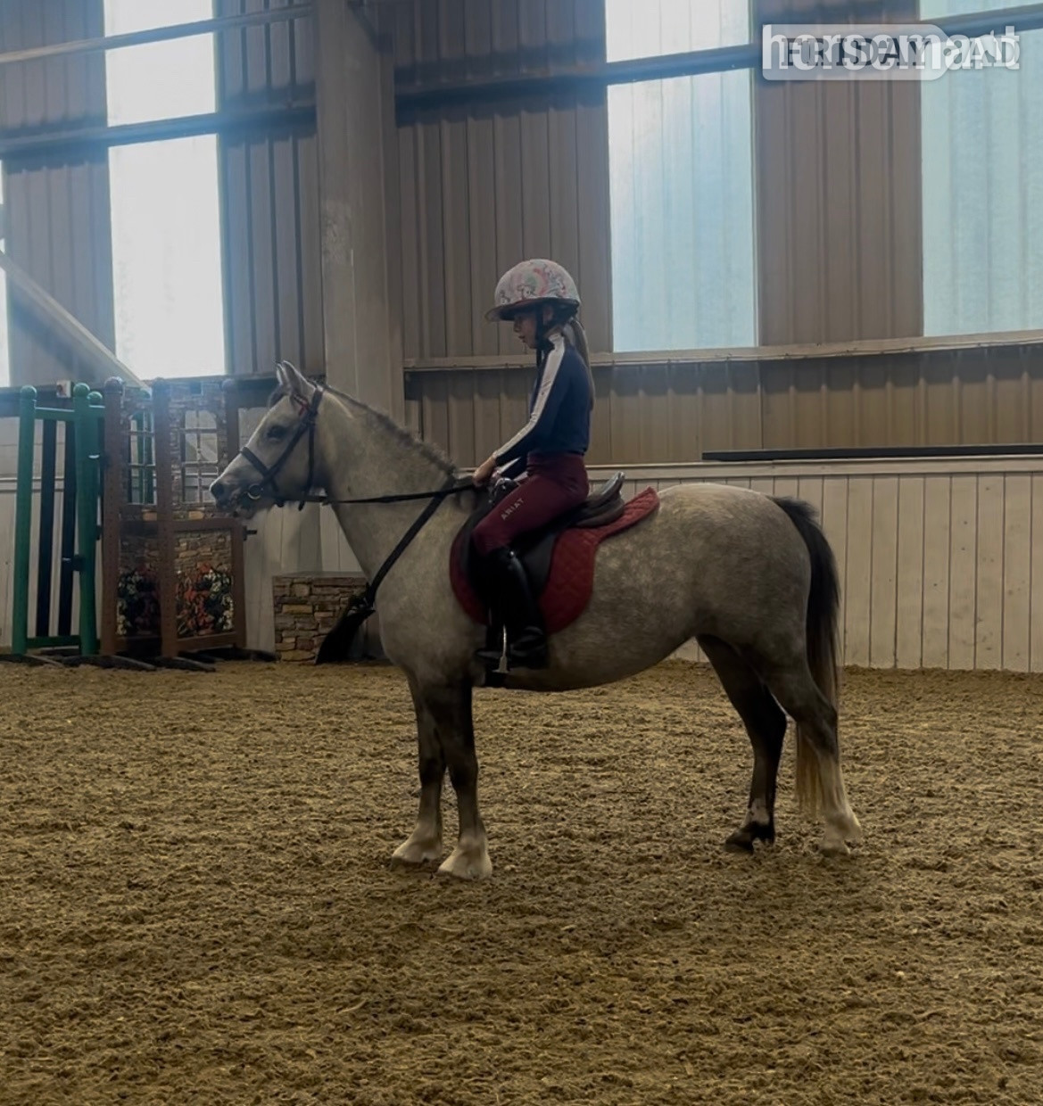 Stoke "Autum" Grey Filly All Rounder