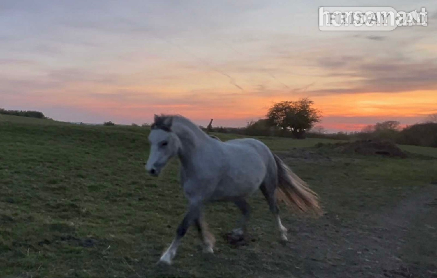 "Autum" Grey Filly All Rounder - Horses in Stoke