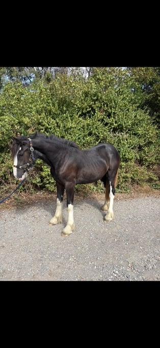"Betty " Black Filly Cob/Heavy Horse