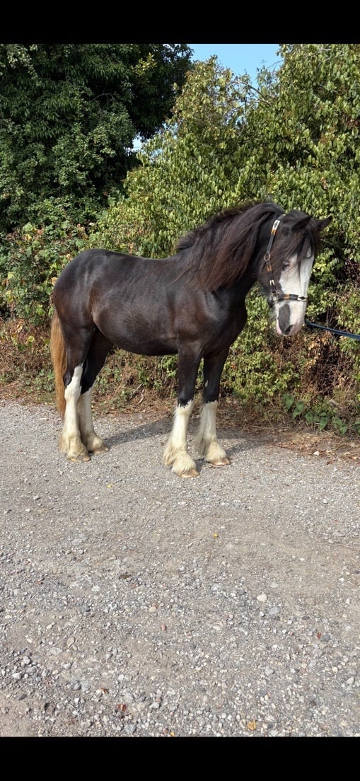 "Betty " Black Filly Cob/Heavy Horse