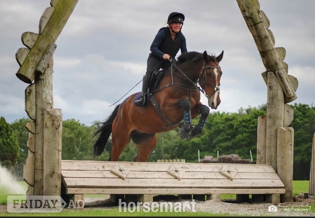 "Gin" Bay Gelding Show Jumper in Northwich