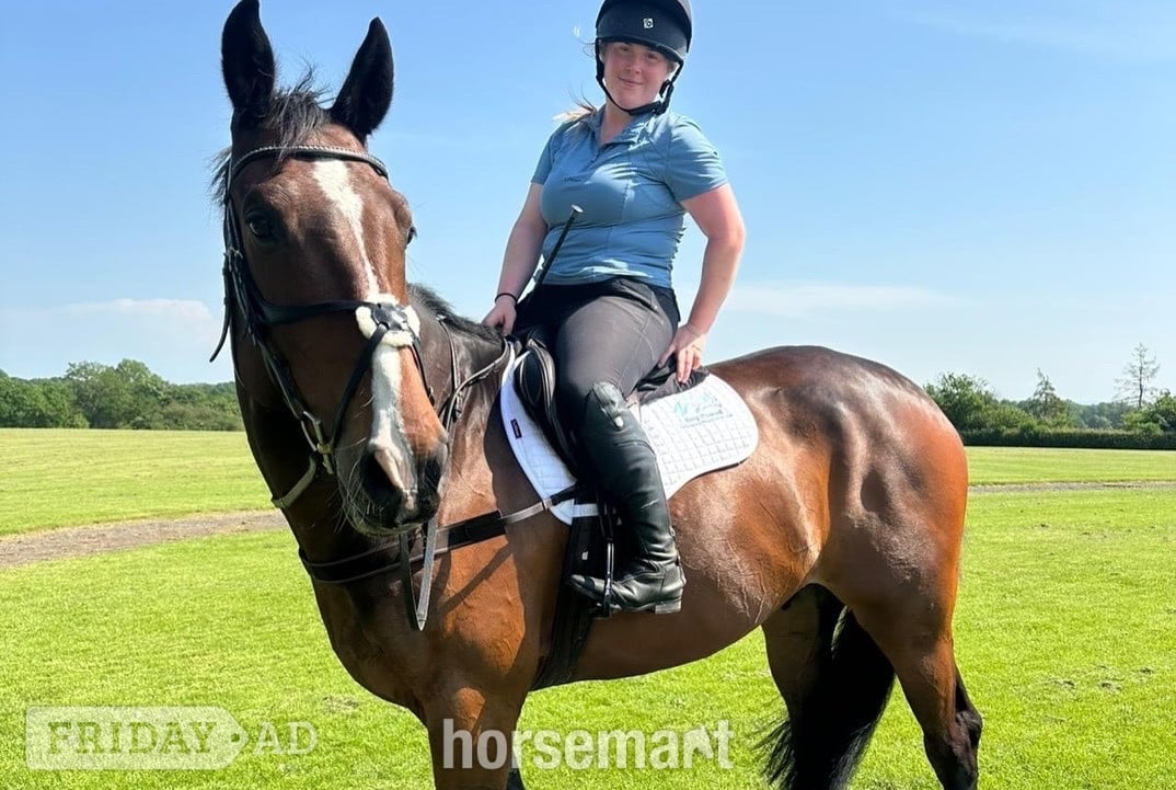 Northwich "Gin" Bay Gelding Show Jumper