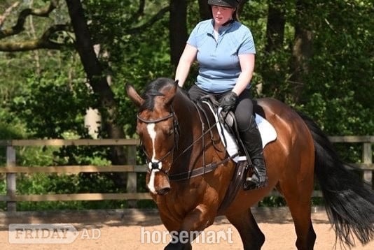 "Gin" Bay Gelding Show Jumper - Horses in Northwich