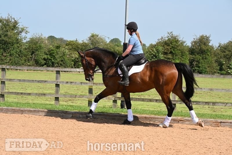 "Gin" Bay Gelding Show Jumper - Horses