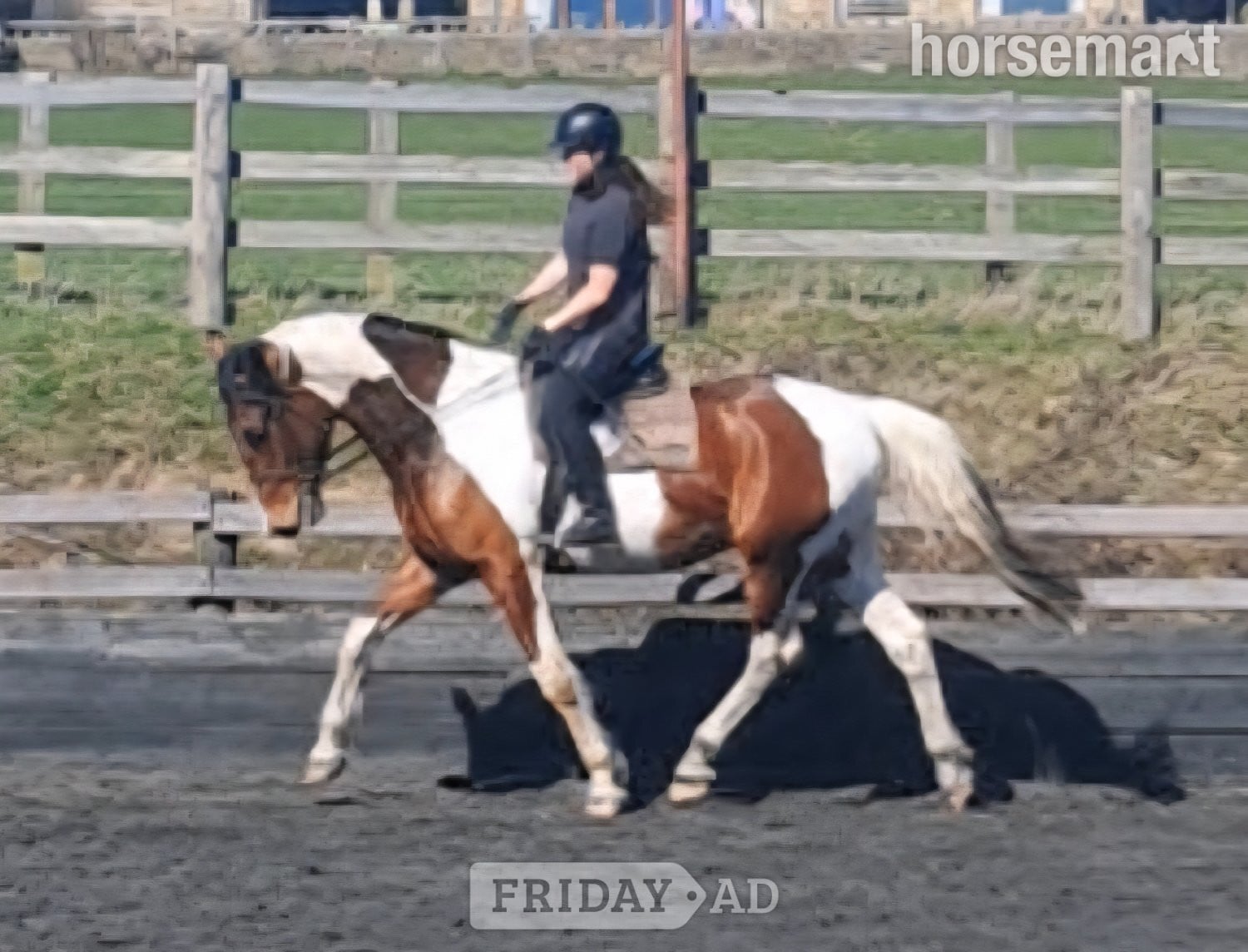 "Finley: genuine, homebred gelding" Tobiano Gelding All Rounder in Huddersfield