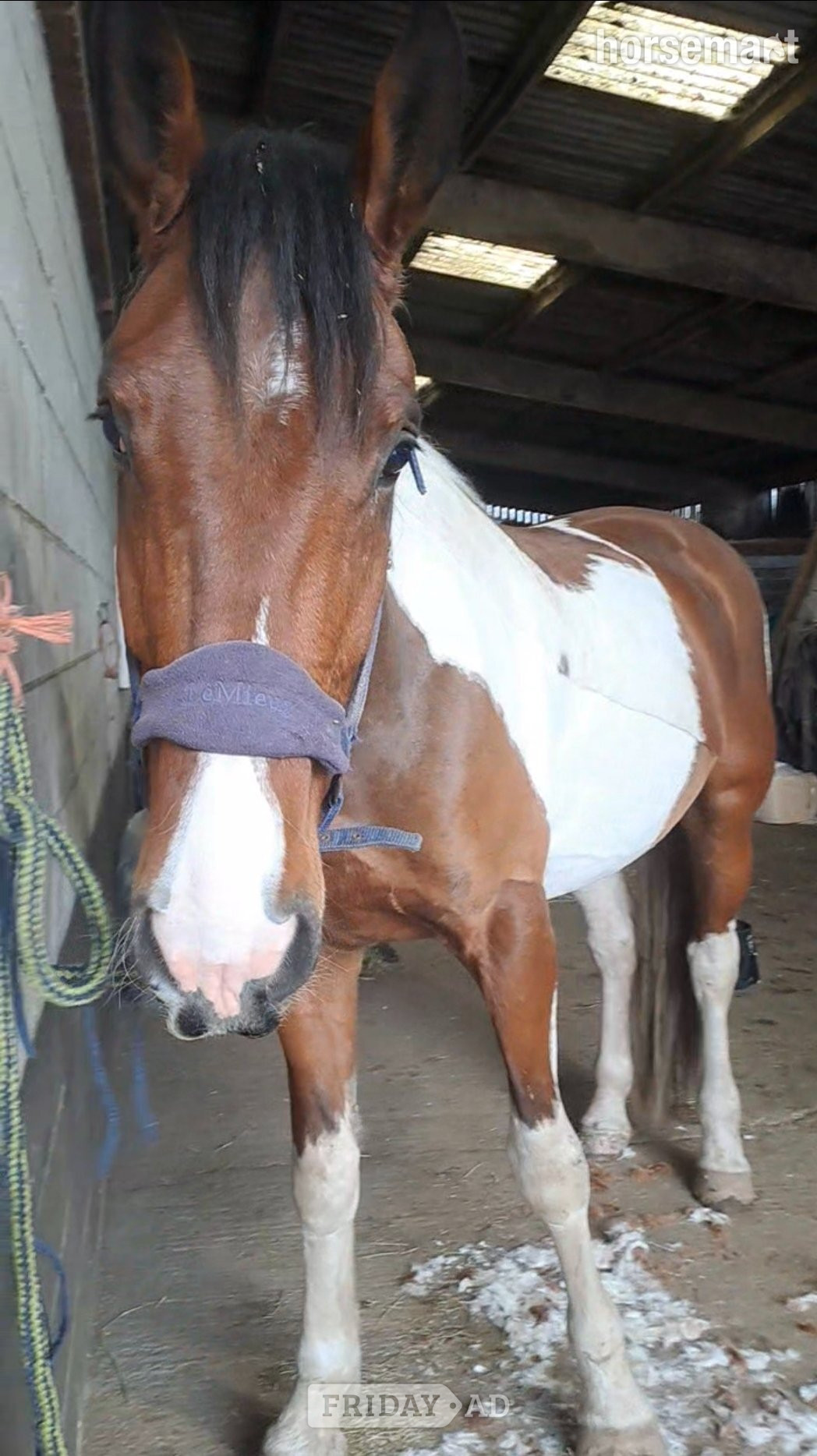 "Finley: genuine, homebred gelding" Tobiano Gelding All Rounder - Horses