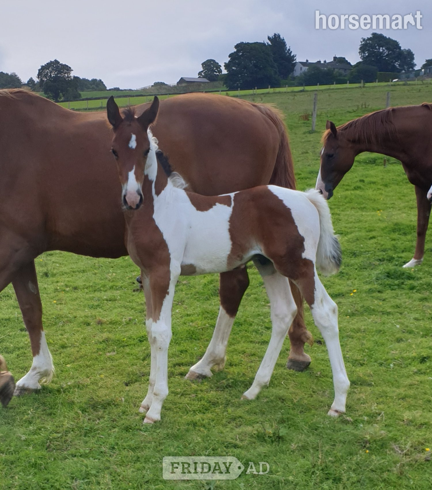 Huddersfield "Finley: genuine, homebred gelding" Tobiano Gelding All Rounder