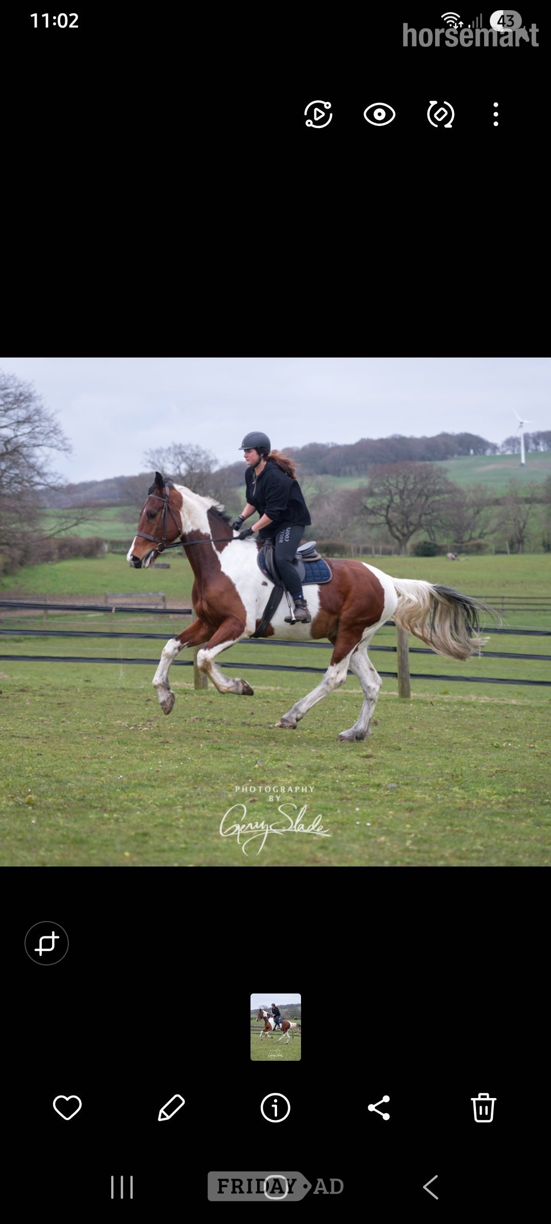 "Finley: genuine, homebred gelding" Tobiano Gelding All Rounder