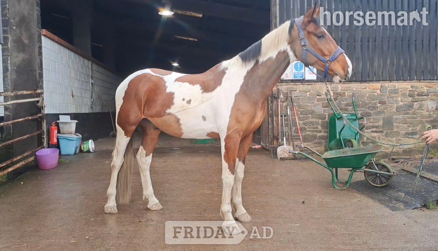 "Finley: genuine, homebred gelding" Tobiano Gelding All Rounder - Horses in Huddersfield