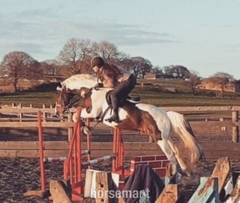 "Safe experienced all rounder " Tobiano Gelding All Rounder