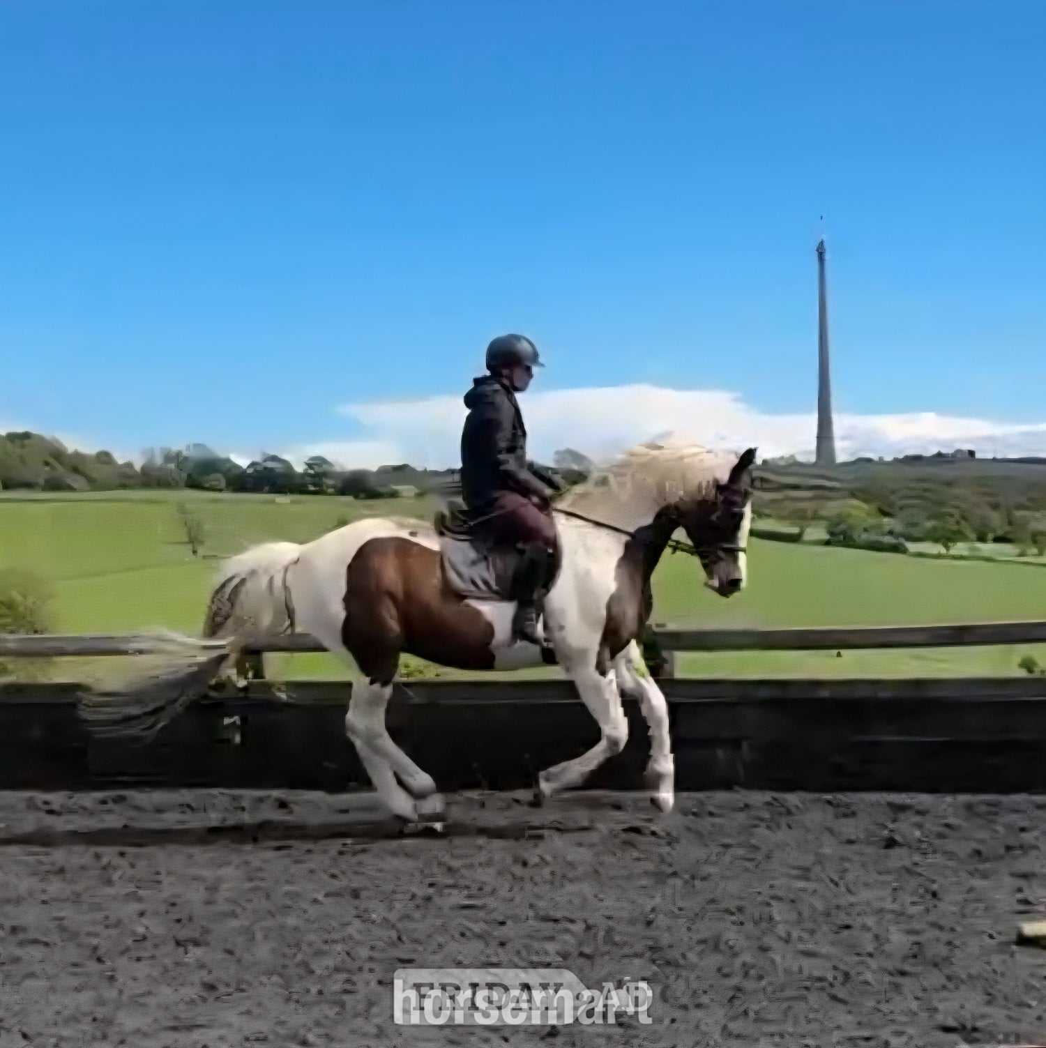 Huddersfield "Safe experienced all rounder " Tobiano Gelding All Rounder