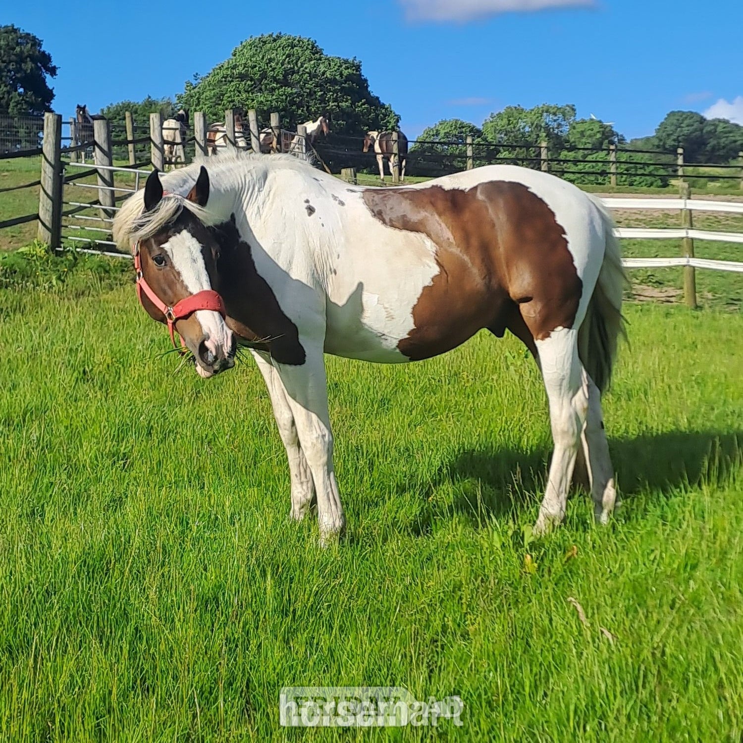 "Safe experienced all rounder " Tobiano Gelding All Rounder - Horses