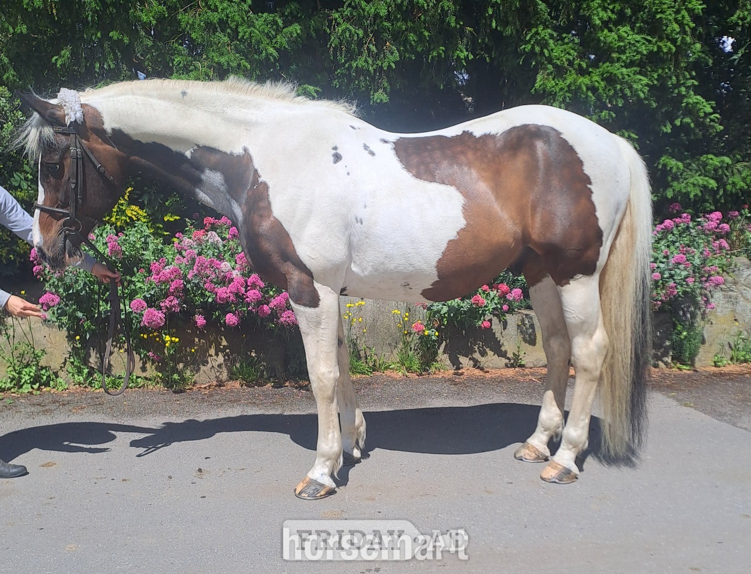 "Safe experienced all rounder " Tobiano Gelding All Rounder - Horses in Huddersfield