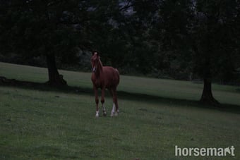 "Diamonds Are Forever" Chestnut Colt Youngstock / Foal
