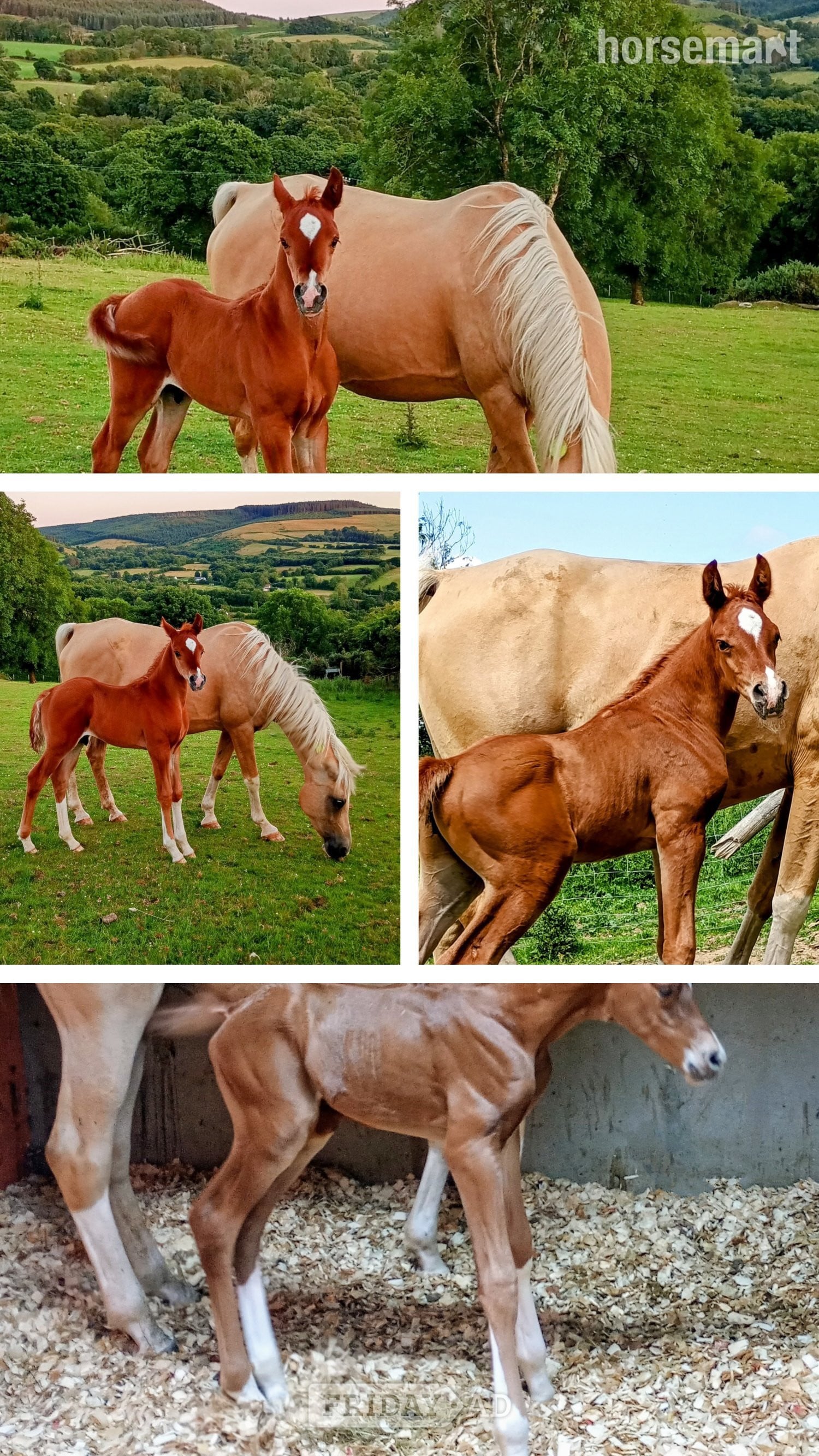 "Diamonds Are Forever" Chestnut Colt Youngstock / Foal - Horses