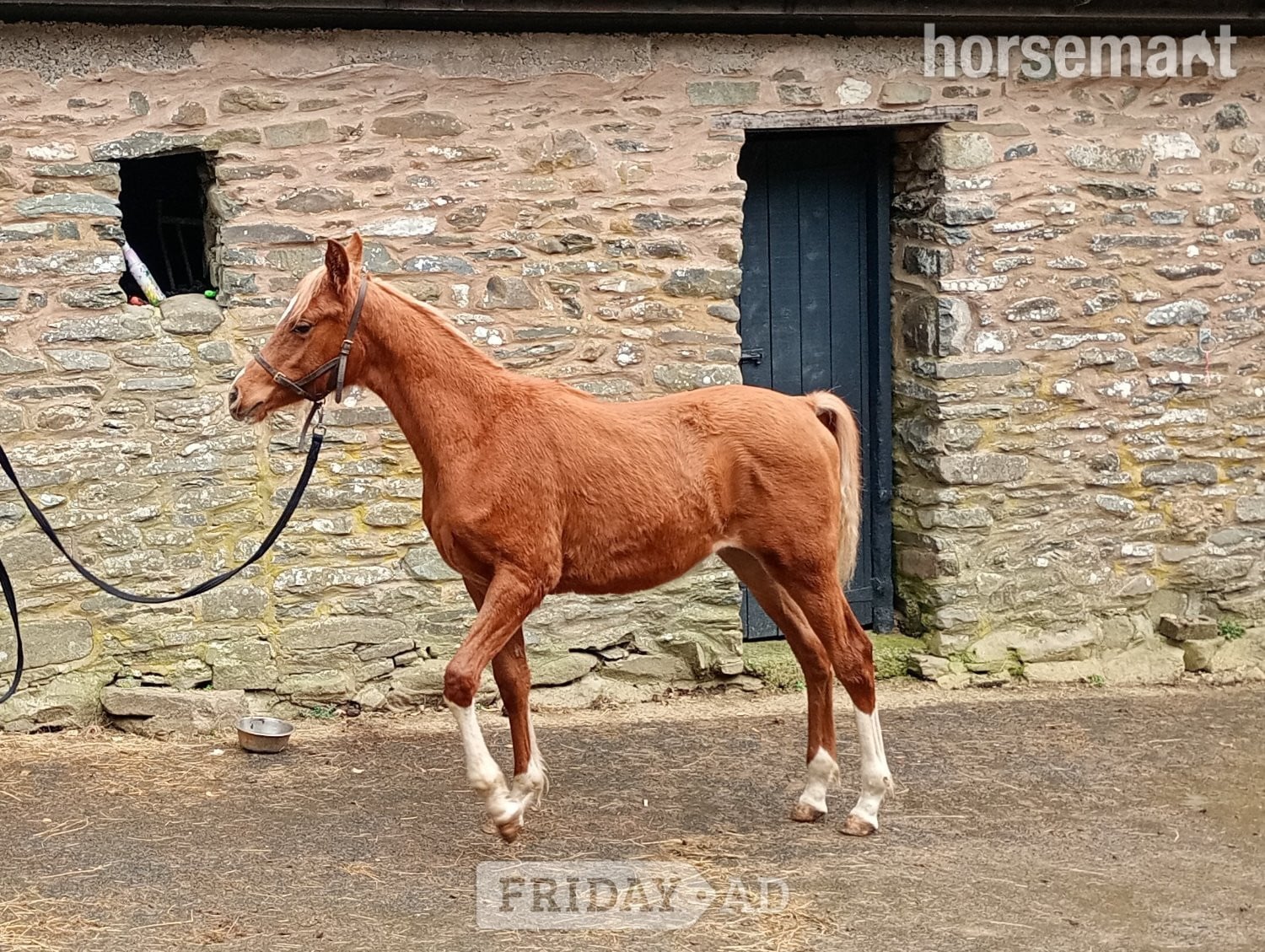 Lampeter "Diamonds Are Forever" Chestnut Colt Youngstock / Foal