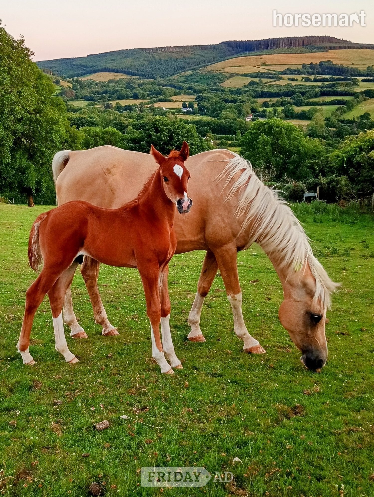 "Diamonds Are Forever" Chestnut Colt Youngstock / Foal