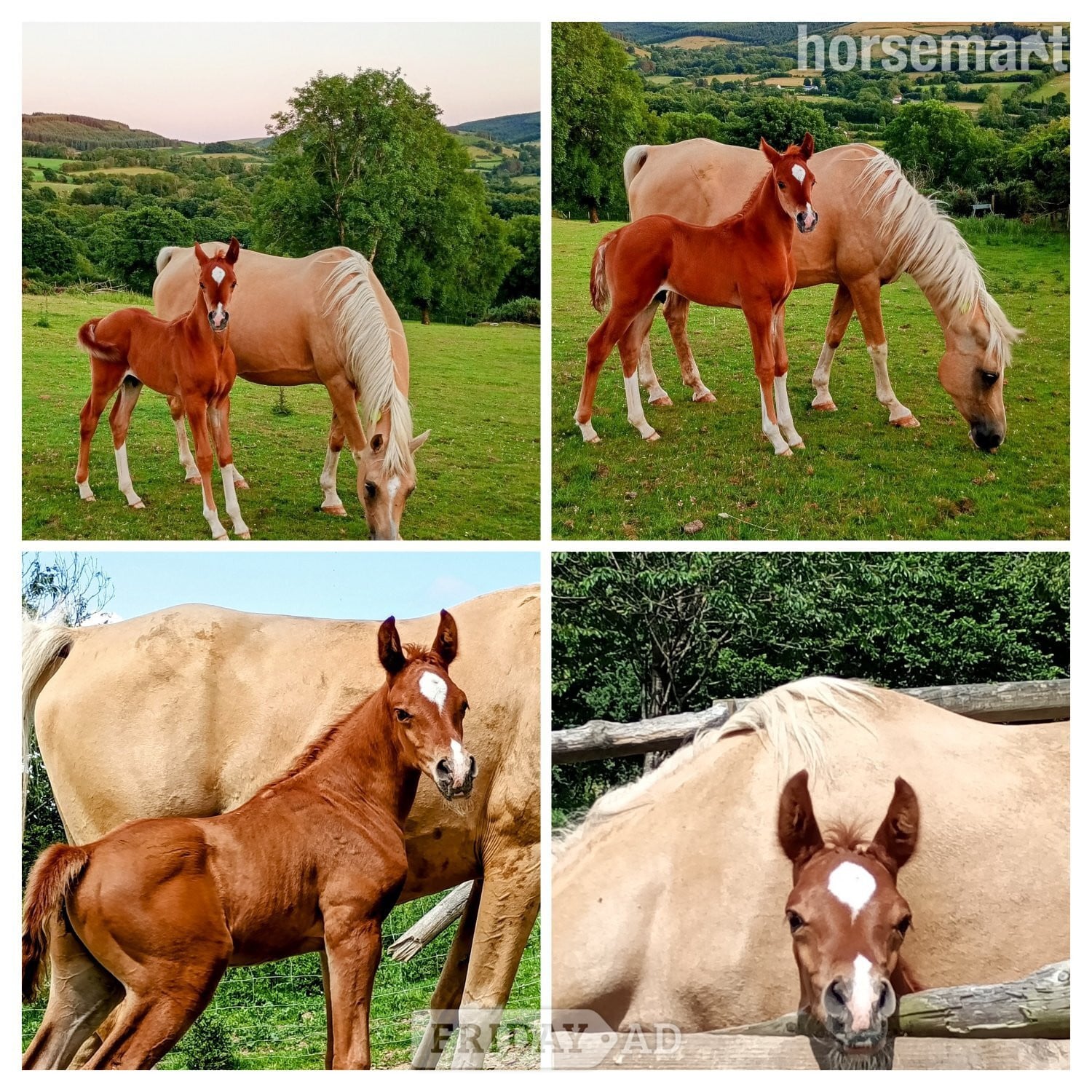 "Diamonds Are Forever" Chestnut Colt Youngstock / Foal - Horses in Lampeter
