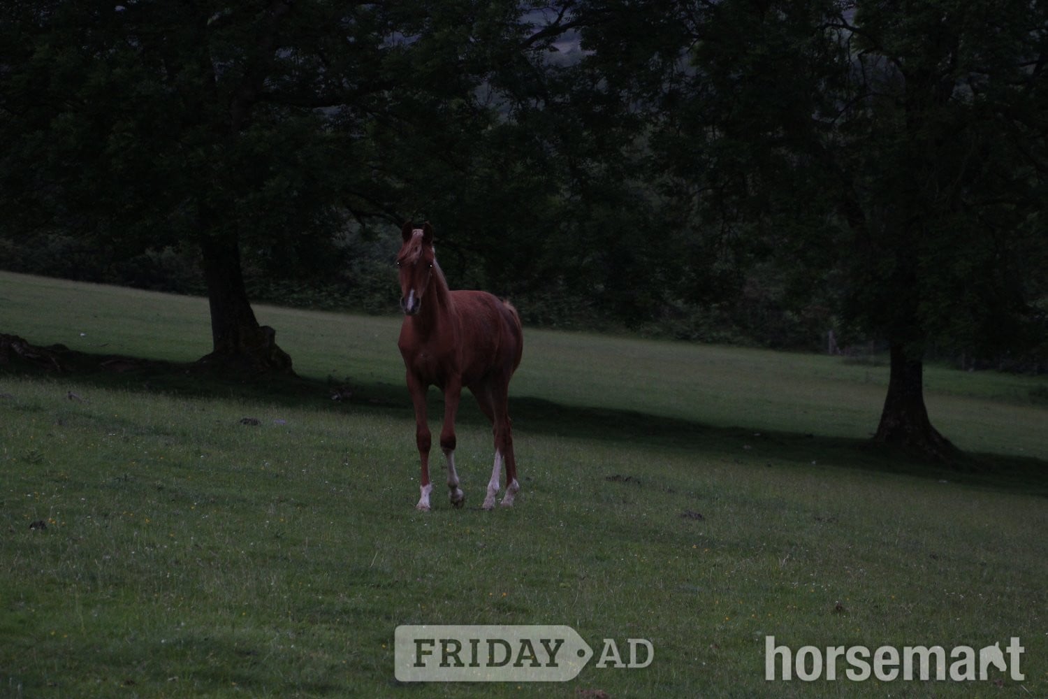 "Diamonds Are Forever" Chestnut Colt Youngstock / Foal in Lampeter