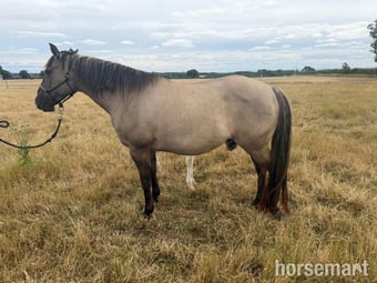 "Cachou" Other Colour Mare Broodmare