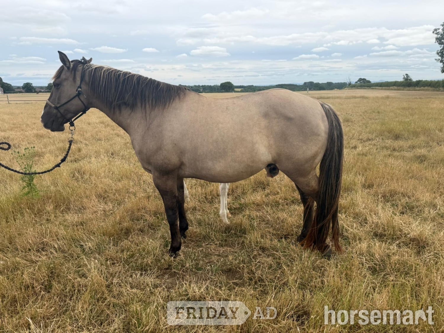 "Cachou" Other Colour Mare Broodmare in Shrewsbury