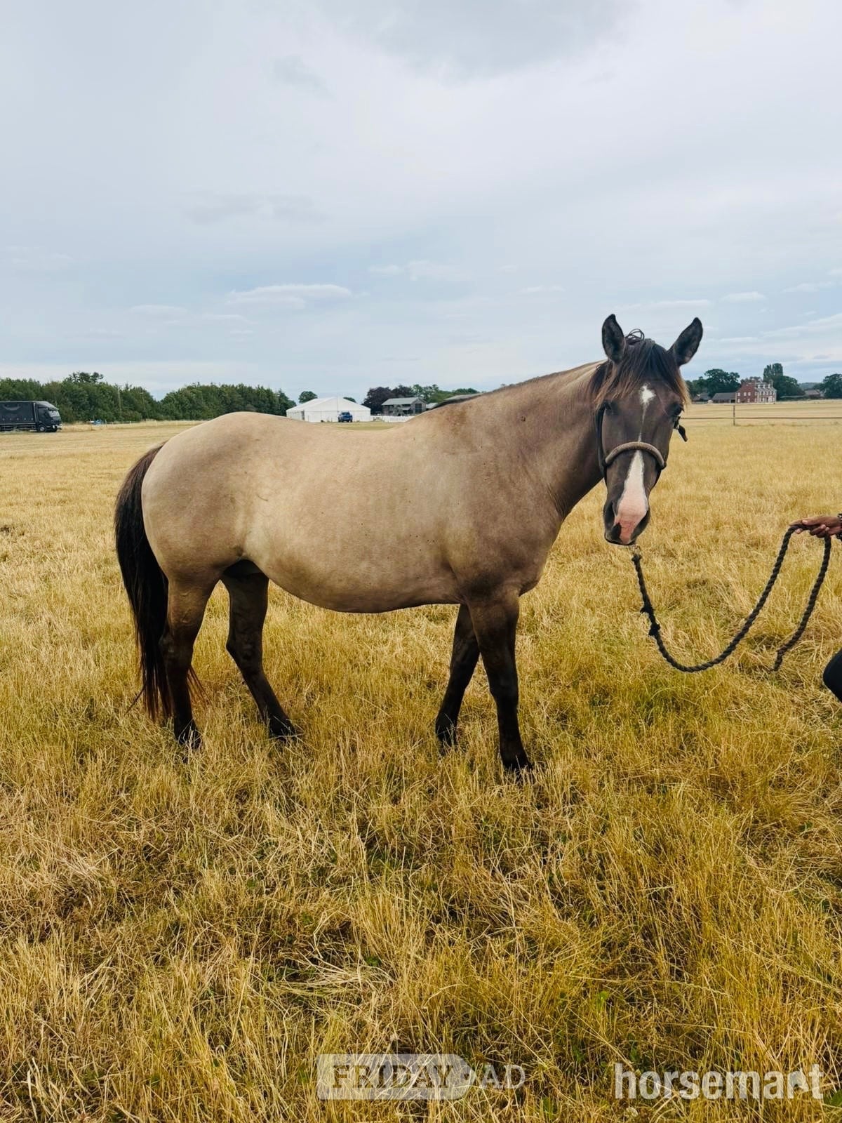 "Cachou" Other Colour Mare Broodmare