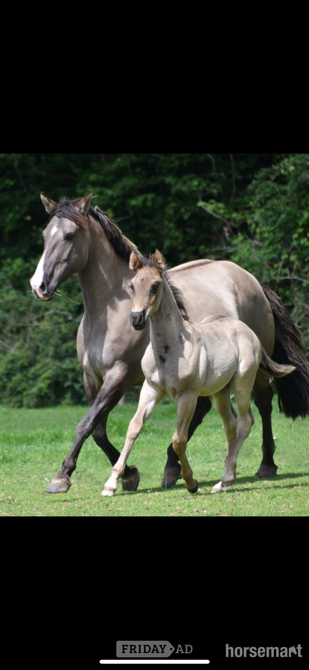 Shrewsbury "Cachou" Other Colour Mare Broodmare