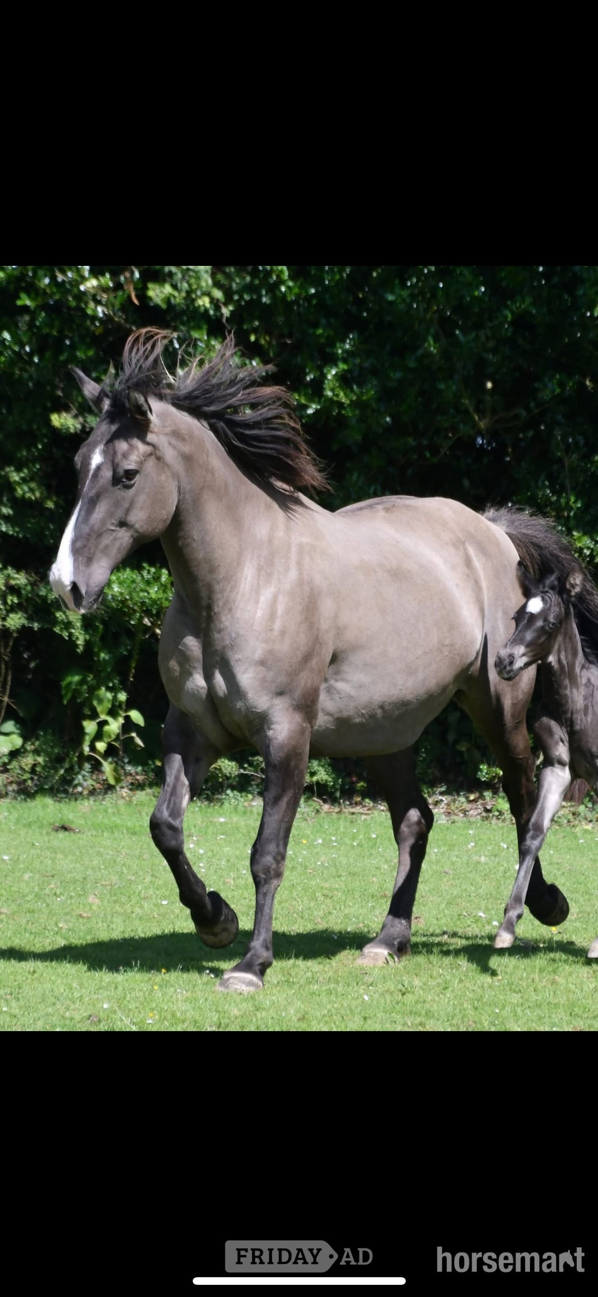 "Cachou" Other Colour Mare Broodmare - Horses in Shrewsbury