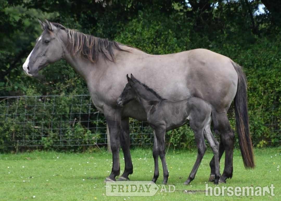 "Cachou" Other Colour Mare Broodmare - Horses