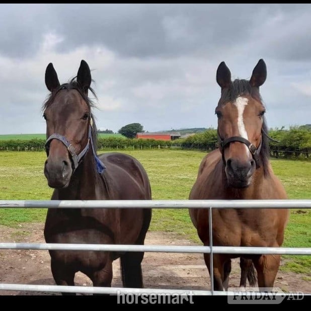 "Chloe" Dark Brown Filly All Rounder in Kilmarnock