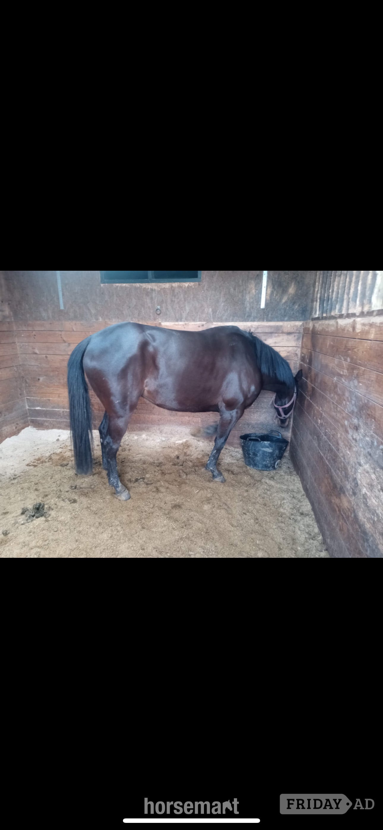 "Chloe" Dark Brown Filly All Rounder