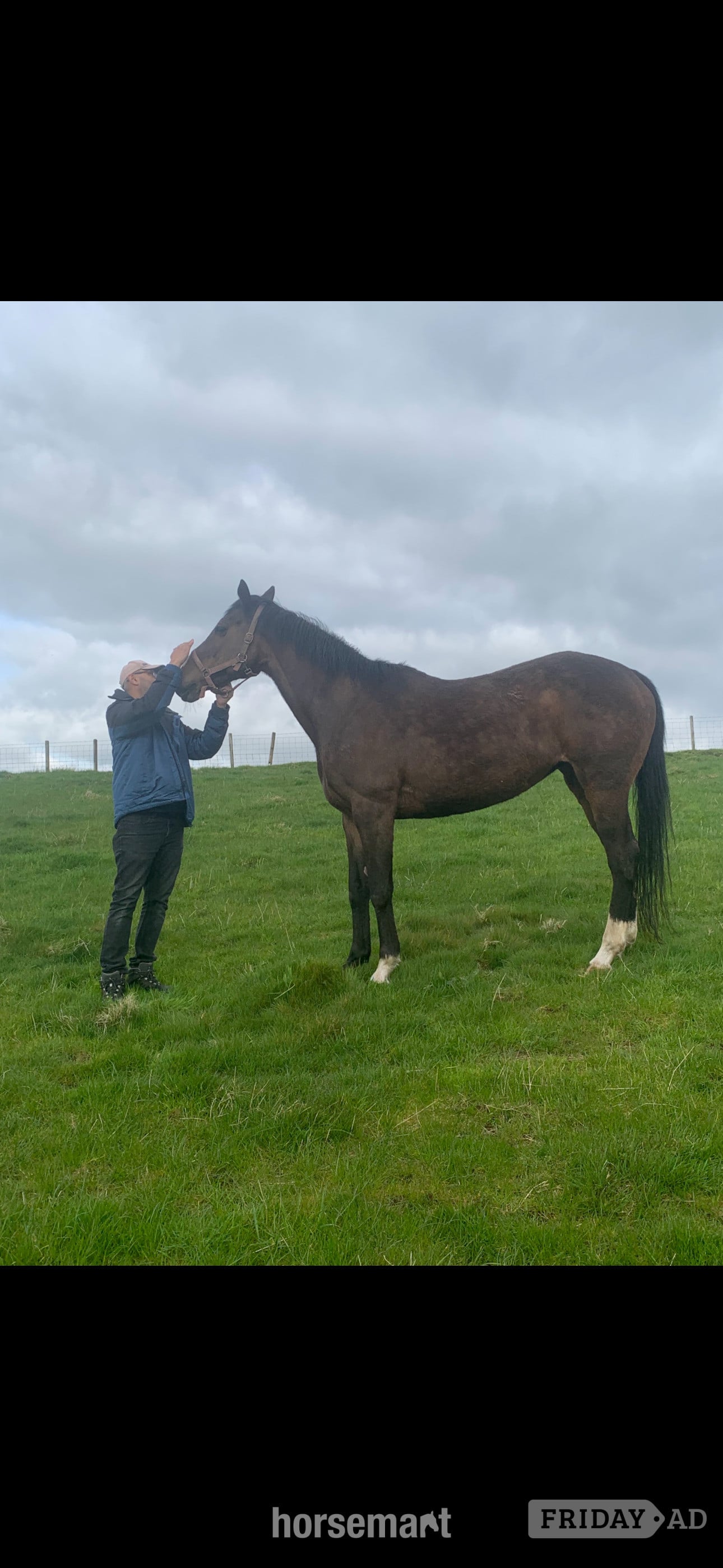 Kilmarnock "Chloe" Dark Brown Filly All Rounder