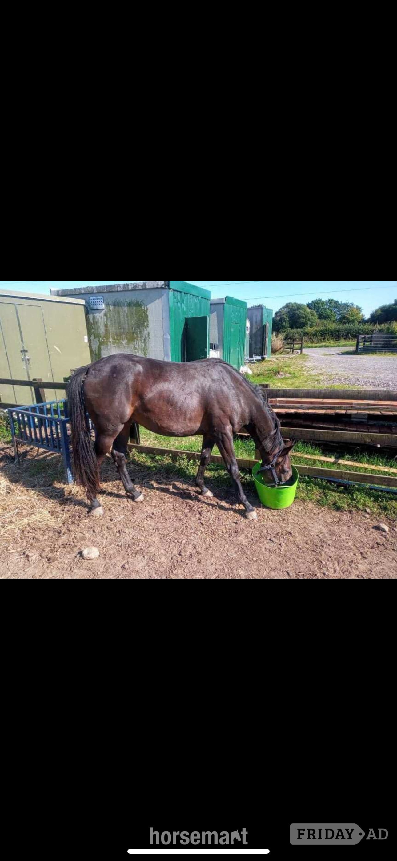 "Chloe" Dark Brown Filly All Rounder - Horses in Kilmarnock