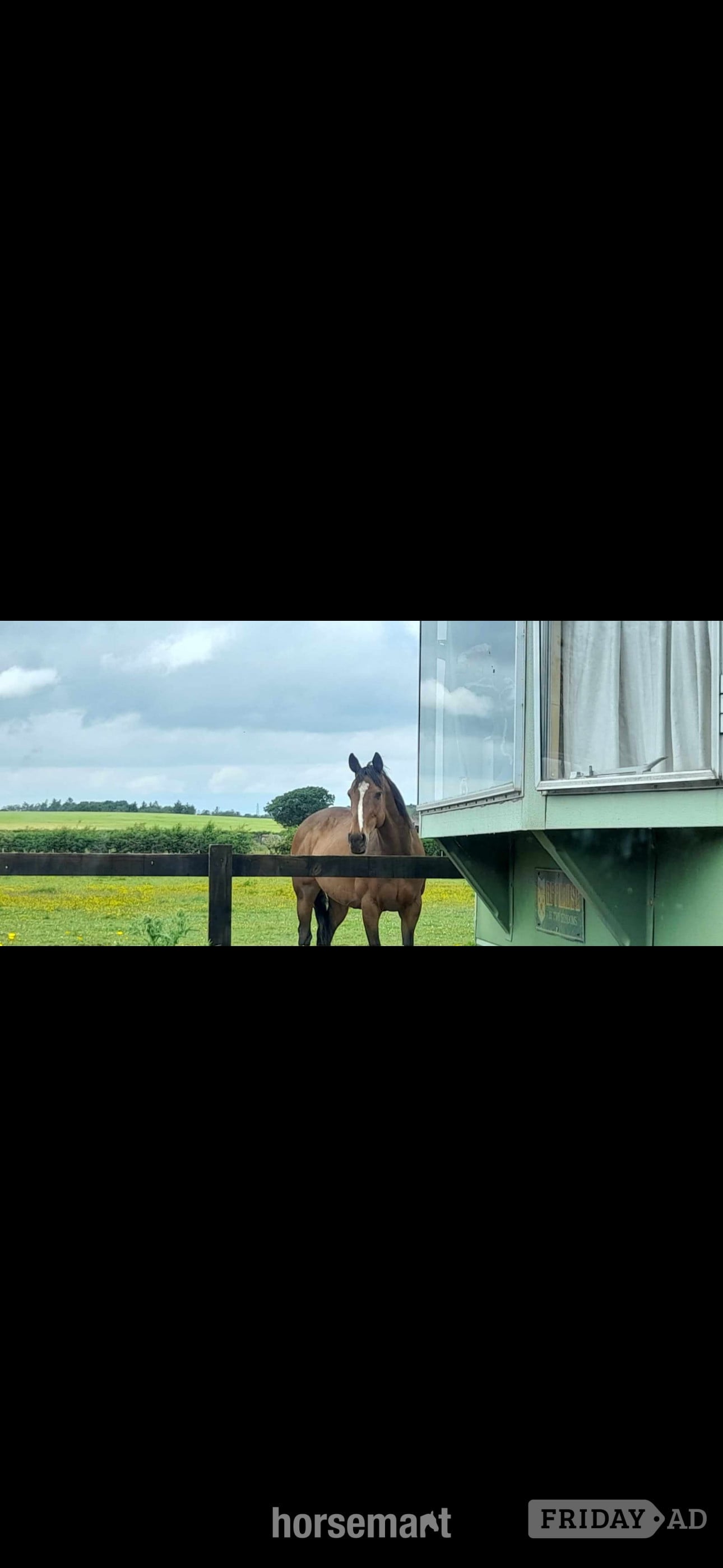 "Chloe" Dark Brown Filly All Rounder - Horses