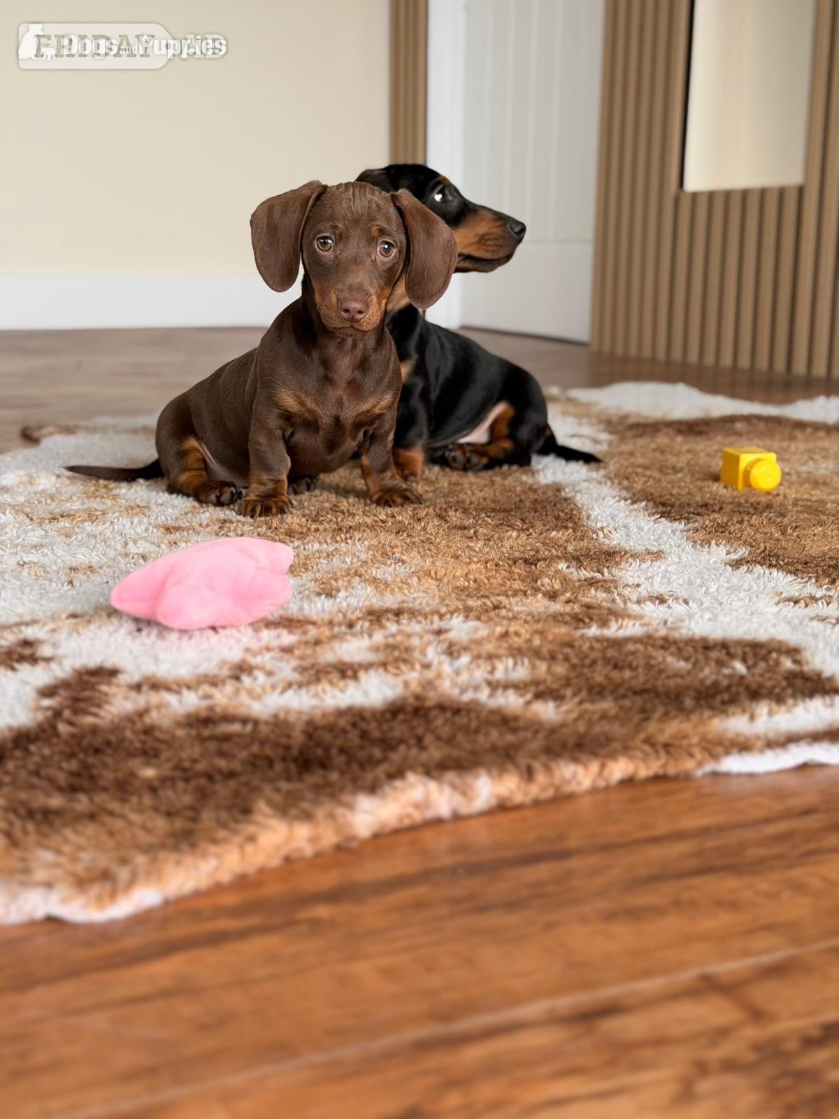 Urgently seeking forever home