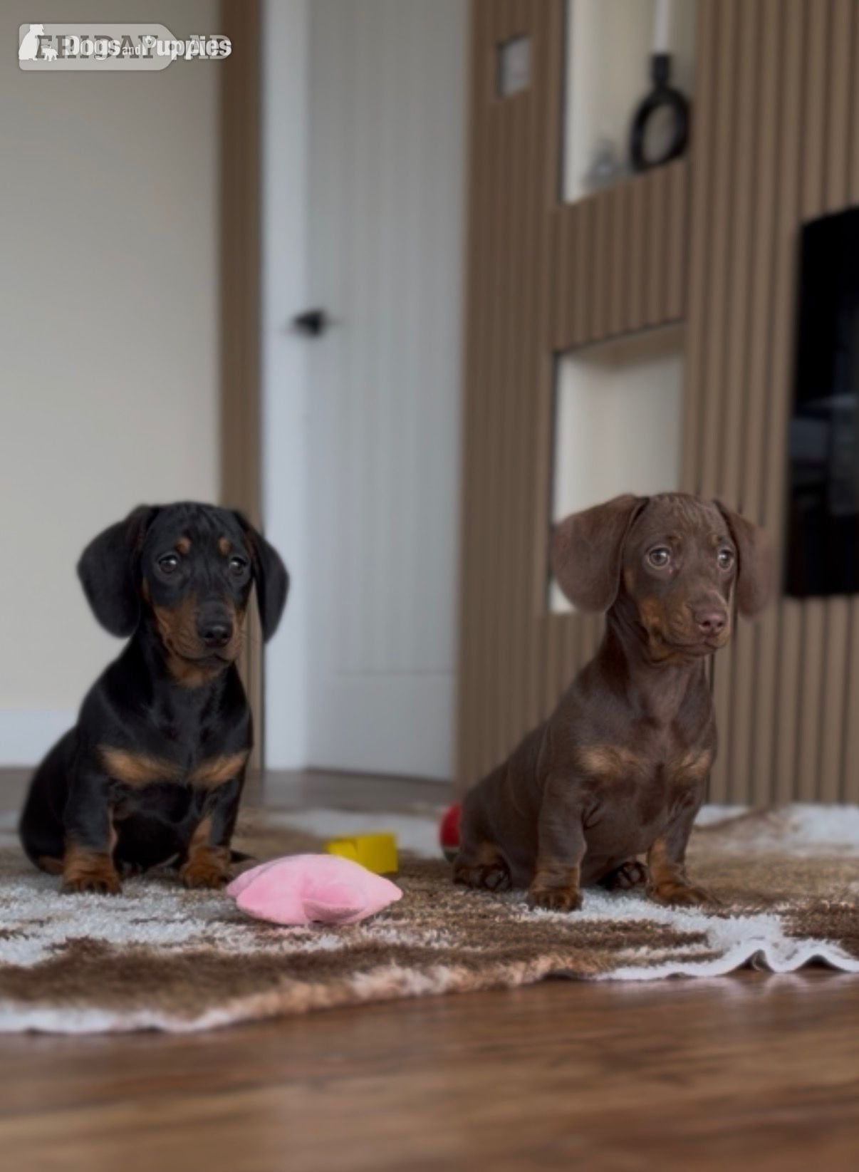 Urgently seeking forever home - Dogs & Puppies in Llandysul