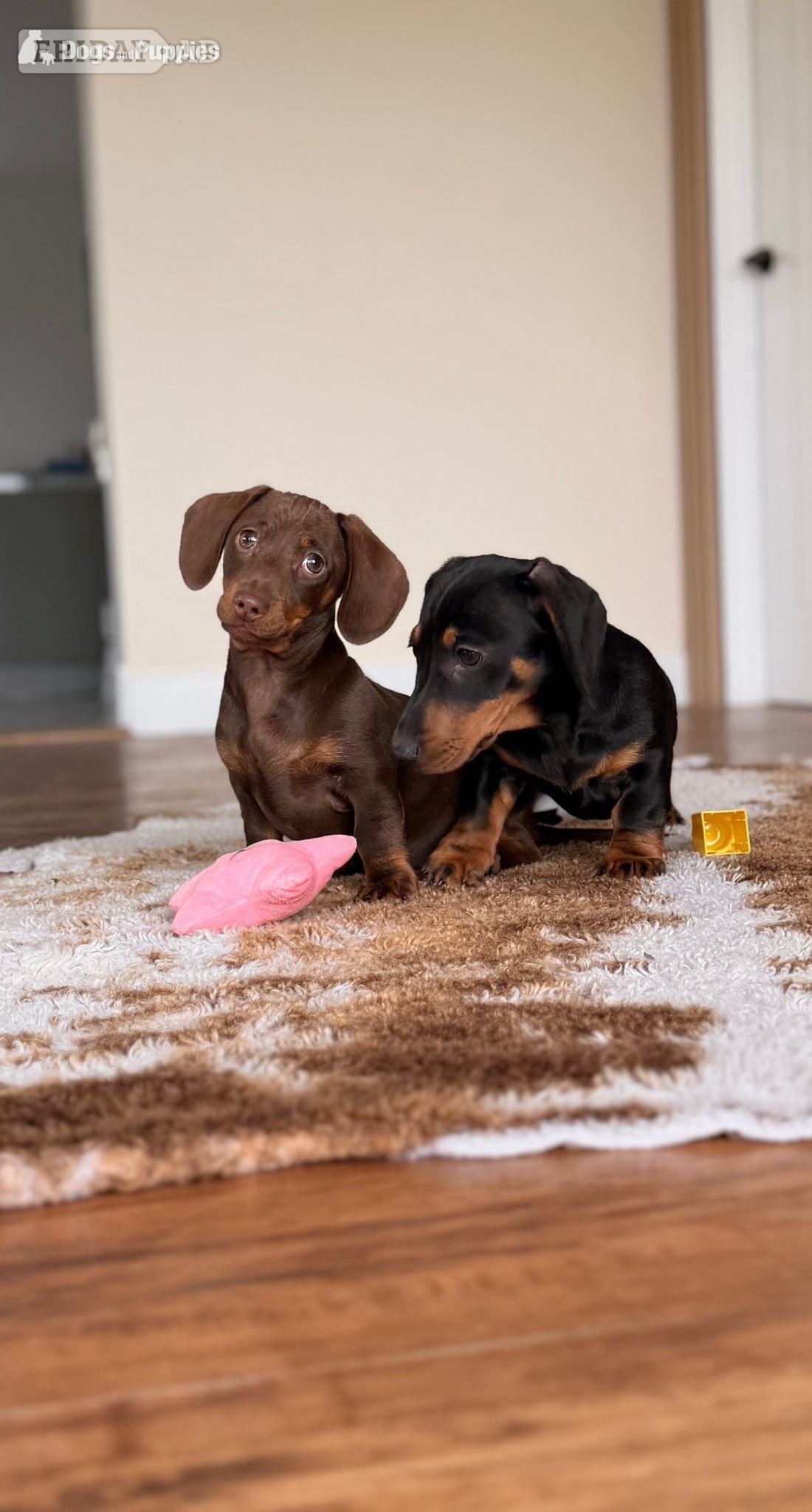 Urgently seeking forever home - Dogs & Puppies