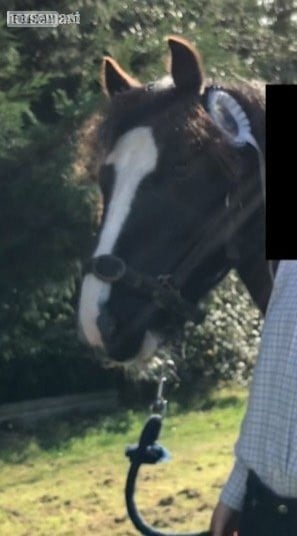 lead rein 11.1h gelding- Billingshurst