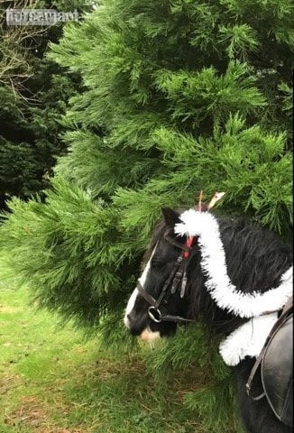 Billingshurst lead rein 11.1h gelding- Billingshurst