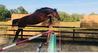 "Utamaro D'Ecaussines x Mare by Unbelievable Darco" Bay Mare Young Sport Horse