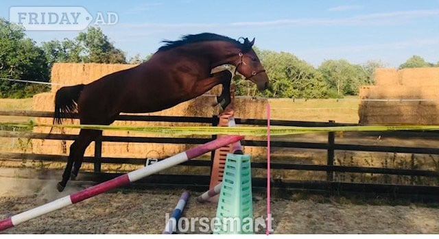 "Utamaro D'Ecaussines x Mare by Unbelievable Darco" Bay Mare Young Sport Horse in Hassocks