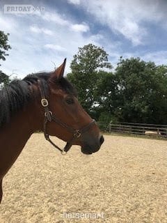 "Utamaro D'Ecaussines x Mare by Unbelievable Darco" Bay Mare Young Sport Horse