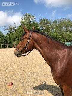 Hassocks "Utamaro D'Ecaussines x Mare by Unbelievable Darco" Bay Mare Young Sport Horse
