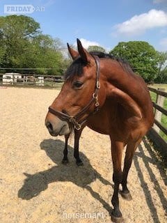 "Utamaro D'Ecaussines x Mare by Unbelievable Darco" Bay Mare Young Sport Horse - Horses in Hassocks