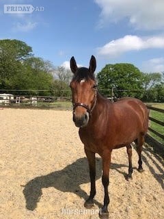 "Utamaro D'Ecaussines x Mare by Unbelievable Darco" Bay Mare Young Sport Horse - Horses