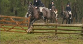 "Missy" Black Mare All Rounder