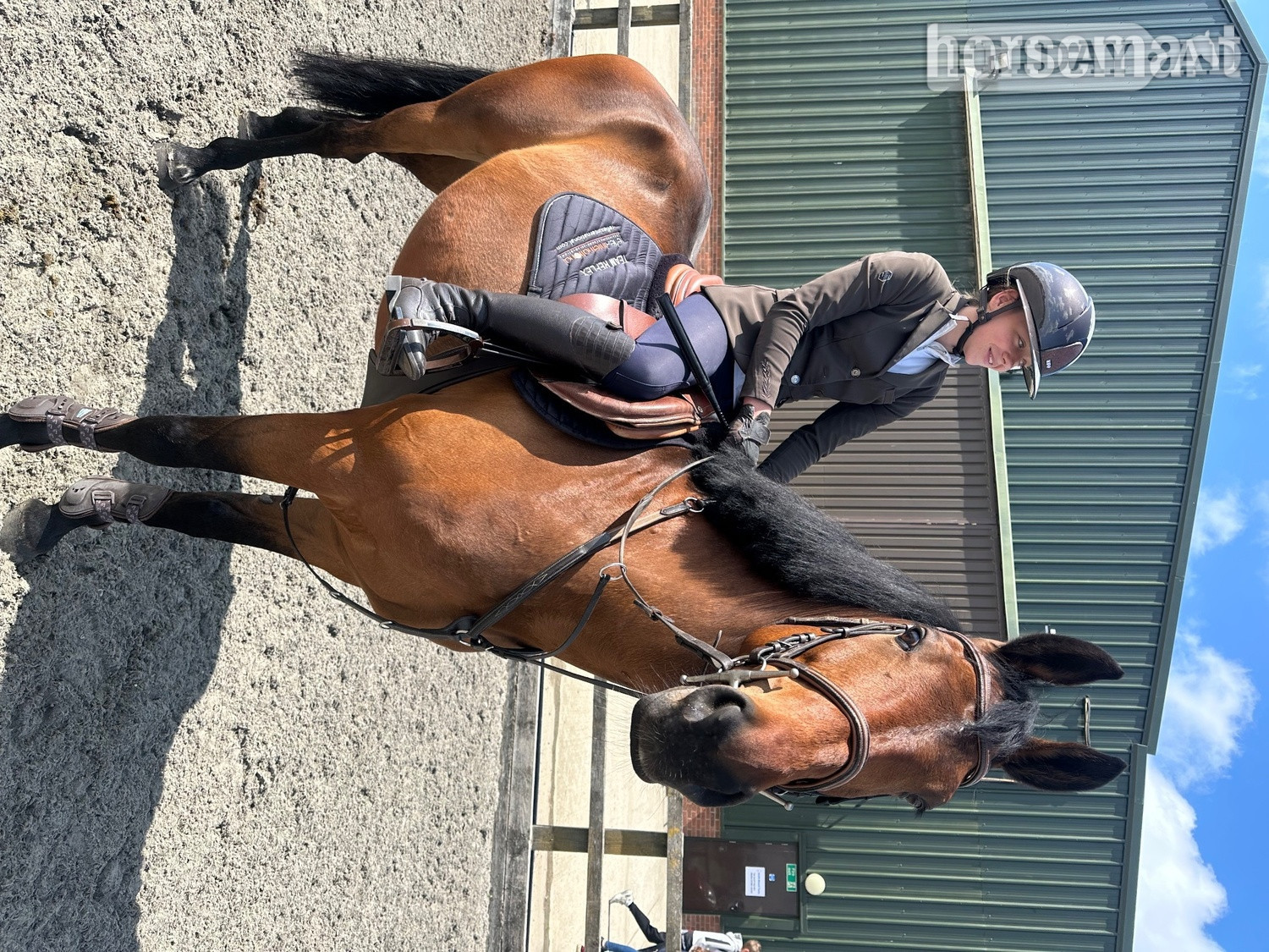 Noak Hill "REX" Bay Gelding All Rounder