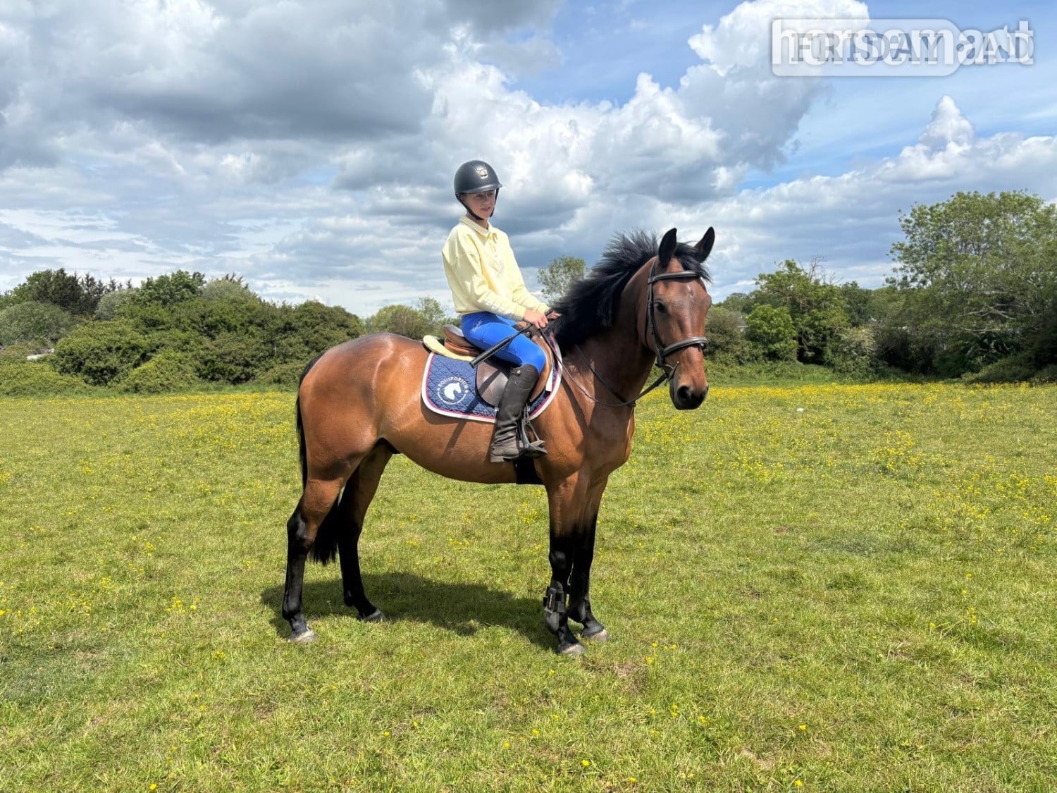 "REX" Bay Gelding All Rounder
