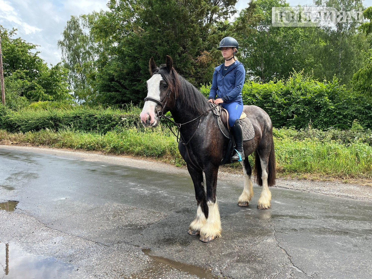 "Rolo" Brown Gelding All Rounder in Staplehurst